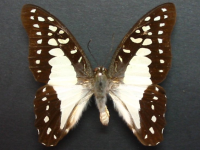 Graphium eurypylus lycaon - Adult